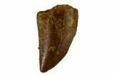 Raptor Tooth - Real Dinosaur Tooth #115864-1